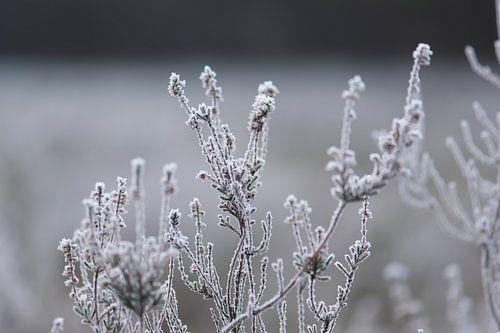 cold heather plant