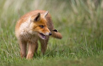 Red Fox Cub and a bumblebee by Menno Schaefer