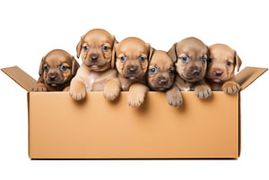 viele kleine Hundewelpen in einem Karton auf weißen Hintergrund