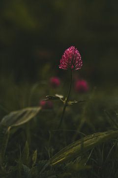 Red clover