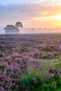 Blühende Heidepflanzen in der Heidelandschaft bei Sonnenaufgang im Sommer von Sjoerd van der Wal Fotografie