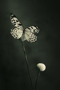 Nature morte avec un papillon