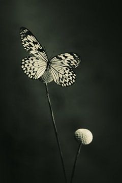 Stilleven van een vlinder van Clazien Boot