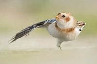 Dancing Snow Bunting
