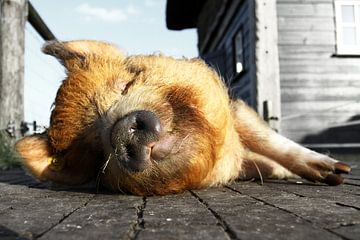 Sleeping pig sur Wybrich Warns