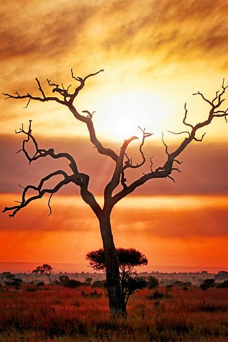 Après la pluie, Kruger NP Afrique du Sud