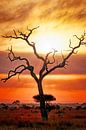 Na de regen, Kruger NP Zuid-Afrika van W. Woyke thumbnail