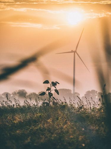 Sunrise with windmill