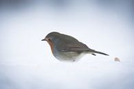 Robin bird in the snow von Mark Zanderink Miniaturansicht