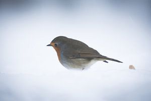 Robin bird in the snow sur Mark Zanderink