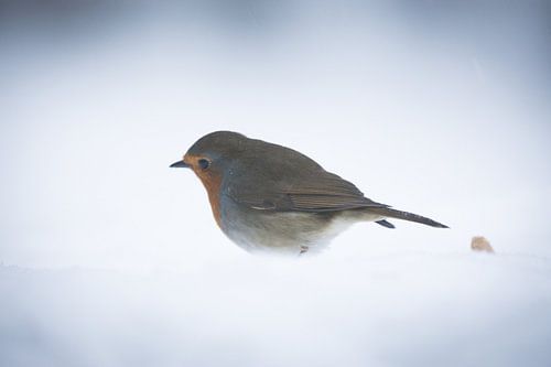 Robin bird in the snow