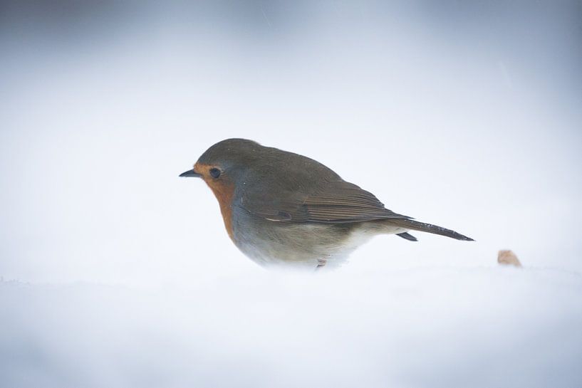 Robin bird in the snow van Mark Zanderink
