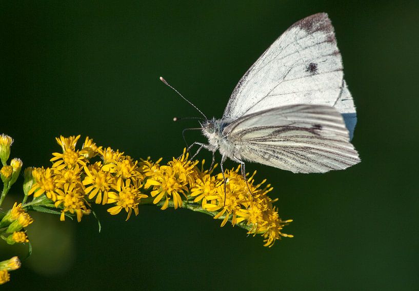 Geaderd Witje van Fouchienus Molema