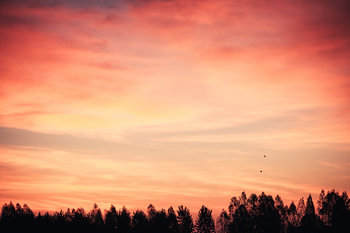 Lueur chaude du soir au-dessus de la forêt – Coucher de soleil