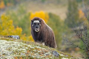 Bœuf musqué à Dovrefjell