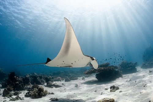 manta ray in the sun