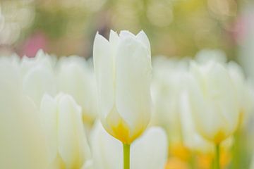 Tulip mania in the morning for the right atmosphere by Andy Luberti