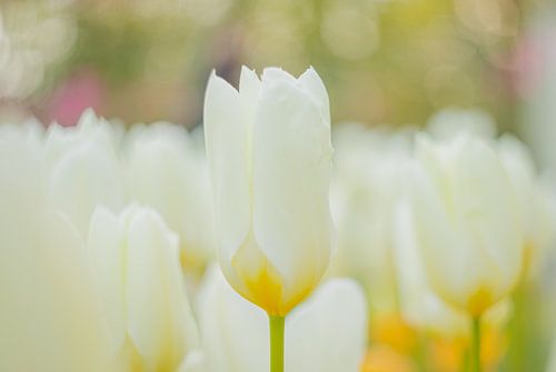 La manie des tulipes le matin pour une bonne ambiance