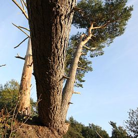 Fallen tree by Orhan Sahin