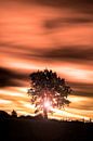 Sunset tree. by Pieter van Roijen thumbnail