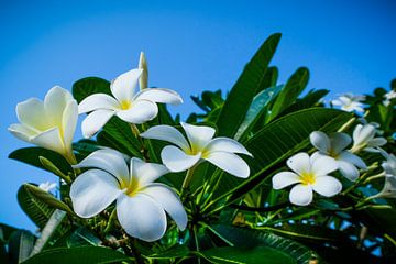 Frangipani by pixxelmixx