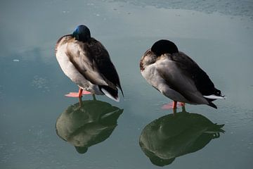 Twee eenden op ijs met hun spiegelbeeld van Manuel Declerck
