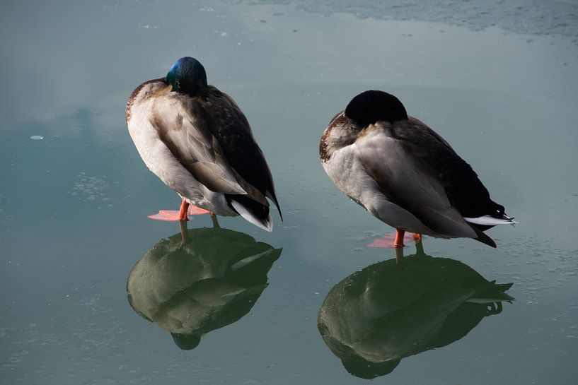 Zwei Enten von Manuel Declerck