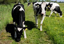 Koeien in de wei. by Robert Prins