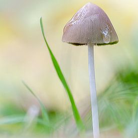 Paddestoel in de regen van Christa Krus