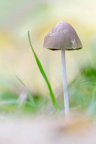 Mushroom in the rain