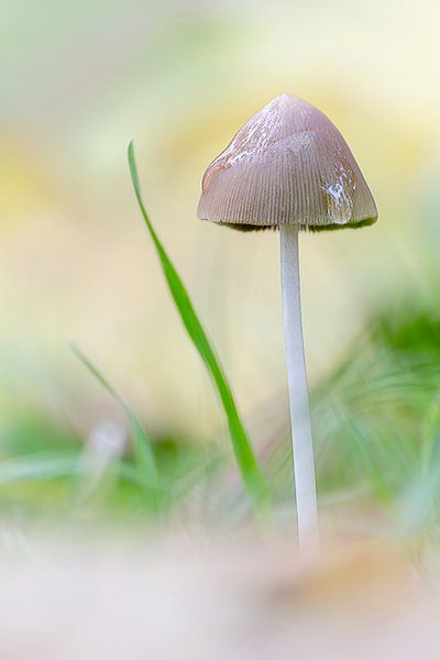 Champignon sous la pluie par Christa Thieme-Krus