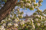 Mill among the blossom by Moetwil en van Dijk - Fotografie thumbnail