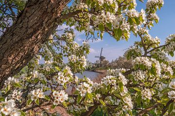 Molen De Vrijheid tussen de bloesem van Moetwil en van Dijk - Fotografie