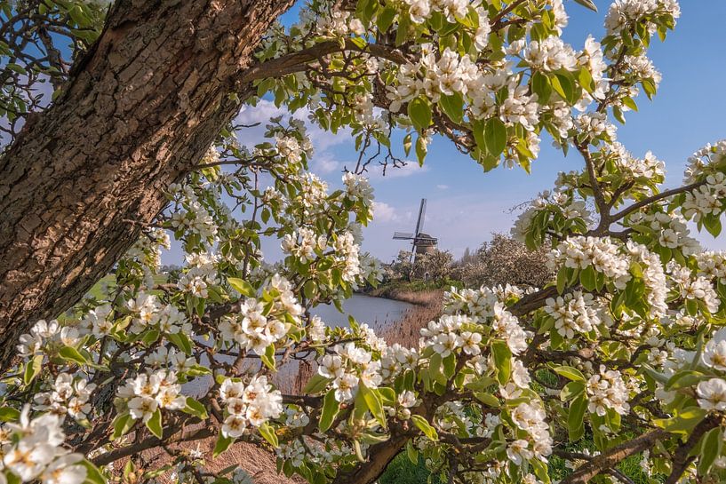 Mill among the blossom by Moetwil en van Dijk - Fotografie