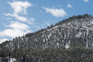 Waldbedeckte Hügel unter blauem Himmel im Yellowstone NP