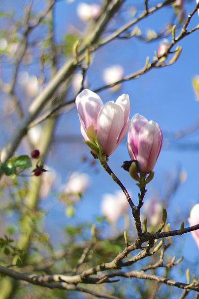 Frühlings-Malvenblüten von Marianna Pobedimova