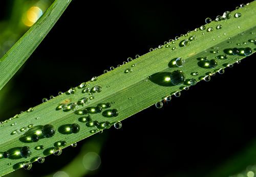 Dew in the morning on the meadow