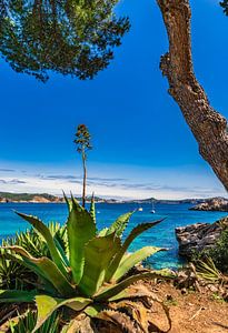 Idyllischer Blick auf die Mittelmeerküste von Cala Fornells, Mallorca