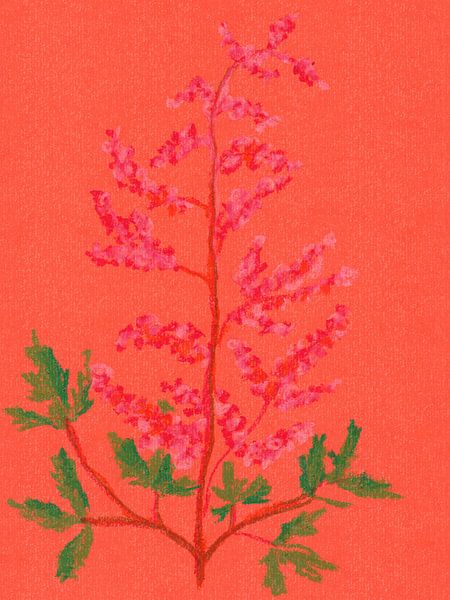 Bunte Vintage-Blumen. Astilbe in Rosa, Rot, Koralle und Grün. von Dina Dankers