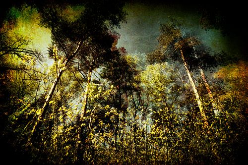 une forêt surprenante