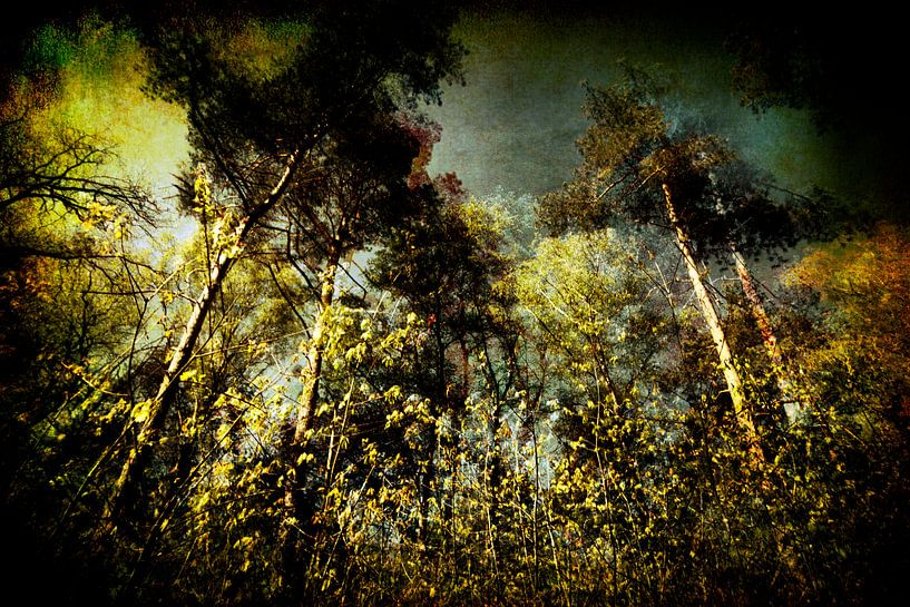 Überraschender Wald von Peter Baak