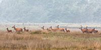 Edelherten op de heide bij Uddel, Veluwe by Evert Jan Kip thumbnail