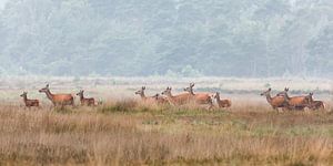 Edelherten op de heide bij Uddel, Veluwe