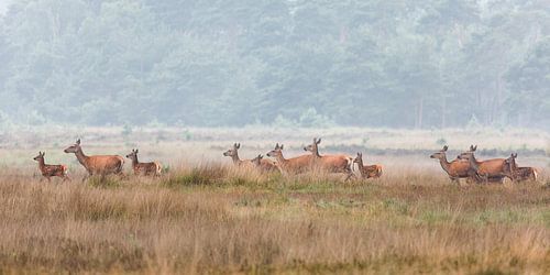 Edelherten op de heide bij Uddel, Veluwe