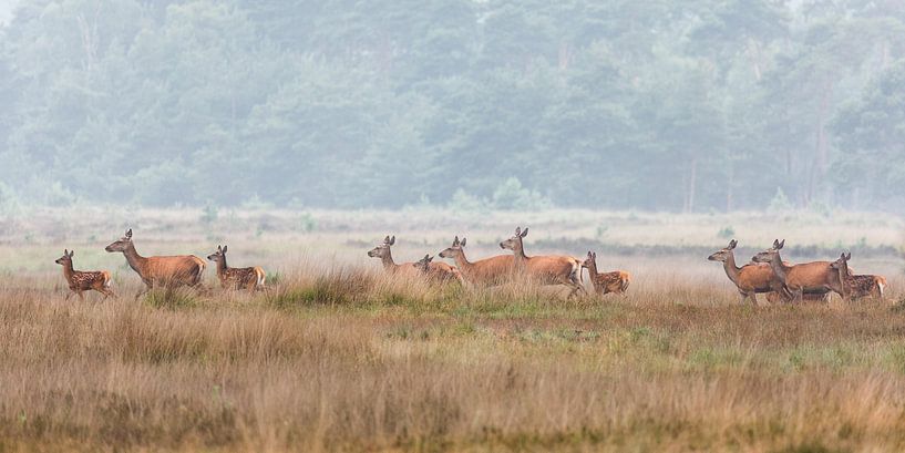 Edelherten op de heide bij Uddel, Veluwe by Evert Jan Kip