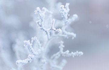 Brindille gelée couverte d'une couche de givre | photo nature hivernale | sur Marika Huisman fotografie