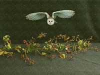 Ripe to be Tender II