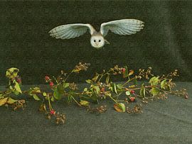 Ripe to be Tender II van Marianna Geraci