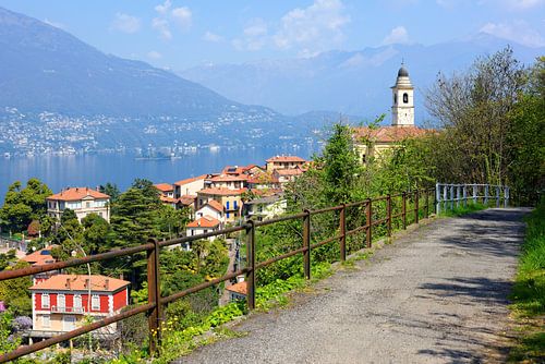 Pino sulla Sponda del Lago Maggiore II