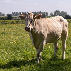 Nederlandse stier sur Antoon van Osch